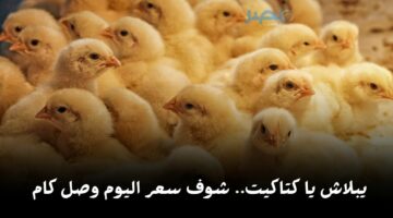 يلا تعالى شوف أسعار الكتاكيت اليوم الجمعة 18-4-2025 في مصر بارتفاع 1 جنيه بنوع «نيوجين»