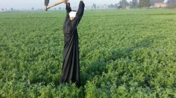 بسبب المنخفض الجوي.. تحذيرات عاجلة من الزراعة