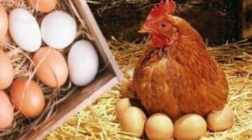 بيض بأسعار مخفضة.. عروض لا تفوت في معارض أهلاً رمضان