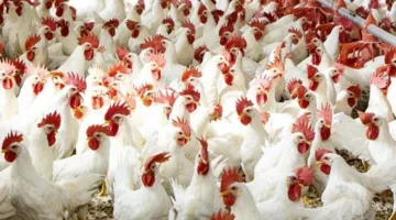 أسعار الدواجن والبيض اليوم الثلاثاء 25 مارس 2025 في الأسواق المصرية.