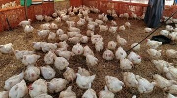أسعار الدواجن اليوم في القليوبية 5 مارس 2025: الساسو بـ119 جنيهاً للكيلو