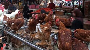 تحديث أسعار الدجاج الأبيض في أسواق الإسماعيلية ليوم الثلاثاء 11 مارس 2025