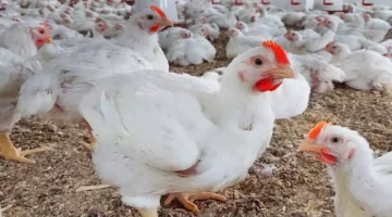أسعار الدواجن اليوم الثلاثاء في الأسواق المصرية.. تحديث رسمي جديد