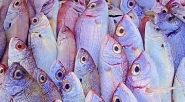 أسعار الأسماك اليوم في أسواق الإسماعيلية الأحد 23 مارس 2025 بالتفصيل