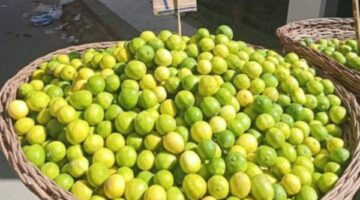 بعد تجاوز 100 جنيه.. متى تشهد أسعار الليمون انخفاضًا؟
