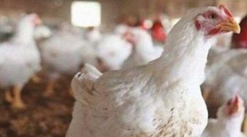 أسعار الدواجن والبيض اليوم الجمعة 21 مارس.. البلدي يصل لـ128 جنيهًا