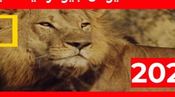 <p><strong>ملحمة في الفضاء والزمن: قناة ناشيونال جيوغرافيك 2025 بجودة HD على الأقمار الصناعية</strong></p>